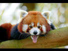 https://image.noelshack.com/minis/2018/25/7/1529837489-grand-sourir-panda.png