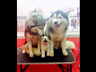 https://image.noelshack.com/minis/2018/25/7/1529837613-parents-enfants-16.png