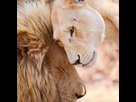 https://image.noelshack.com/minis/2018/25/7/1529837614-lions-tendresse.png