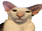 https://image.noelshack.com/minis/2018/25/7/1529861791-djsksd.png