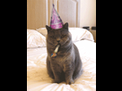 https://image.noelshack.com/minis/2018/26/2/1530021413-gif-cat-1.png