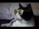 https://image.noelshack.com/minis/2018/26/2/1530021426-gif-cat-4.png