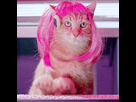 https://image.noelshack.com/minis/2018/26/2/1530021427-gif-cat-5.png