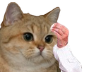 https://image.noelshack.com/fichiers/2018/26/4/1530190216-1527924009-chat-sueur.png