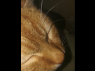 https://image.noelshack.com/minis/2018/26/7/1530399241-img-20180701-005002.png