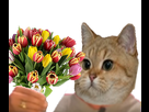 https://image.noelshack.com/minis/2018/26/7/1530404840-1482598723-chatfleur.png