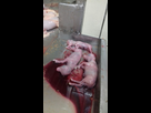 https://image.noelshack.com/minis/2018/27/4/1530781986-abattoir-foetus-sang-veaux.png