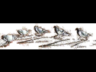 https://image.noelshack.com/minis/2018/27/4/1530807469-pigeons.png