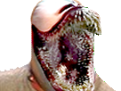 https://image.noelshack.com/fichiers/2018/27/7/1531040896-34986.png