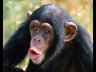 https://image.noelshack.com/minis/2018/28/4/1531402921-chimpanzee-picture.png