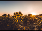 https://image.noelshack.com/fichiers/2018/28/5/1531518961-sunflowers-fields.jpg