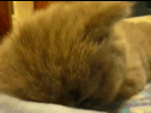 https://image.noelshack.com/minis/2018/29/1/1531764067-chat3.png