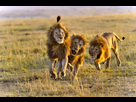 https://image.noelshack.com/minis/2018/30/1/1532307435-alaune-chretien-sauves-par-lions-artistespress.png