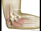 https://image.noelshack.com/fichiers/2018/30/4/1532623568-clinique-du-sport-bordeaux-merignac-coude-anatomie-en-coupe.jpg