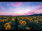 https://image.noelshack.com/fichiers/2018/30/7/1532846089-sunflowers.jpg