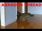 https://image.noelshack.com/fichiers/2018/31/3/1533118042-abandon-thread-gif-cats.gif