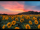 https://image.noelshack.com/fichiers/2018/32/3/1533707744-sunset-above-sunflowers-field.jpg