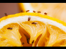 https://image.noelshack.com/fichiers/2018/32/6/1533938407-fruit-flies-1.jpg