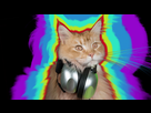 https://image.noelshack.com/fichiers/2018/32/6/1534010129-videoblocks-cat-kitten-meow-animal-purr-cute-feline-disco-h9gpmfaum-thumbnail-full01.png