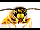 https://image.noelshack.com/fichiers/2018/33/6/1534619454-guepe-abeille-gallerylarge.jpg