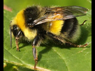 https://image.noelshack.com/fichiers/2018/33/6/1534619879-bombus-lucorum-male-by-r-stas.jpg