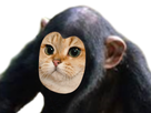 https://image.noelshack.com/fichiers/2018/34/1/1534795740-1531415265-chat-singe.png