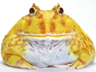 https://image.noelshack.com/fichiers/2018/34/7/1535270103-rinku-ceratophrys-cranwelli-albinos-lftshop-sticker.png