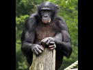 https://image.noelshack.com/fichiers/2018/35/4/1535622837-1-les-bonobos-ont-longtemps-ete-confondus-avec-des-chimpanzes-d-ou-leur-surnom-de-chimpanze-pygmee-mais-il-s-agit-d-une-espece-bien-distincte-27b754bf822dde51a9b356a94aa20332953bcb65.jpg