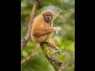 https://www.noelshack.com/2018-36-3-1536138836-gibbon-de-lar-mangeant-la-banane-sur-la-branche-dans-la-jungle-de-foret-tropicale-91996999.jpg