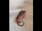 Rat ou souris? 1536381013-20180902-165733
