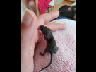 Rat ou souris? 1536381144-20180901-125031