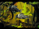 Ménagerie, plus de 3.000L d'aquariums - Page 18 1536918883-test-0006