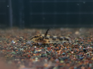Ménagerie, plus de 3.000L d'aquariums - Page 18 1536918884-test-0004