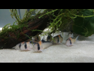 Ménagerie, plus de 3.000L d'aquariums - Page 18 1536918886-test-0003