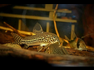 Ménagerie, plus de 3.000L d'aquariums - Page 18 1536918925-test-0010