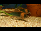 Ménagerie, plus de 3.000L d'aquariums - Page 18 1536918935-test-0011