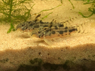 Ménagerie, plus de 3.000L d'aquariums - Page 18 1536918936-test-0012