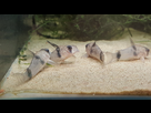 Ménagerie, plus de 3.000L d'aquariums - Page 18 1536919023-test-0017
