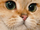 https://image.noelshack.com/fichiers/2018/42/6/1540025723-1522671798-1515900617-chat-zoom.png