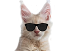 https://image.noelshack.com/fichiers/2018/43/5/1540587302-olsbg.png
