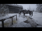 https://image.noelshack.com/fichiers/2018/43/6/1540636212-red-dead-redemption-2-20181026195022.png