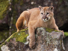 https://image.noelshack.com/minis/2018/44/6/1541282488-cougar-pic.png