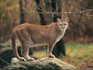 https://image.noelshack.com/minis/2018/44/6/1541282490-1376597448-mountain-lion-biology-and-behavior.png