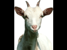 https://www.noelshack.com/2018-44-7-1541307020-goat-single-vdyrjy2.png
