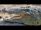 https://www.noelshack.com/2018-44-7-1541330277-nile-crocodile-head-close-up.jpg