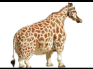 https://image.noelshack.com/fichiers/2018/45/4/1541636277-girafe.png