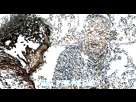 https://image.noelshack.com/fichiers/2018/45/4/1541660488-tumblr-oxvwpmdqat1wv6urro3-500.gif