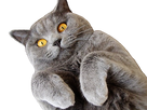 https://image.noelshack.com/fichiers/2018/46/4/1542321060-british-shorthair-dos-stick-3.png