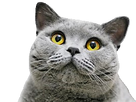 https://image.noelshack.com/fichiers/2018/46/4/1542321386-british-shorthair-curious-stick-3.png