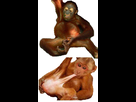 https://image.noelshack.com/fichiers/2018/47/1/1542654647-orangutan-genital-play.jpg